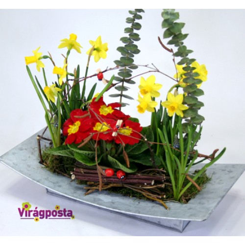 Narcissus and primula on a modern metal bowl M